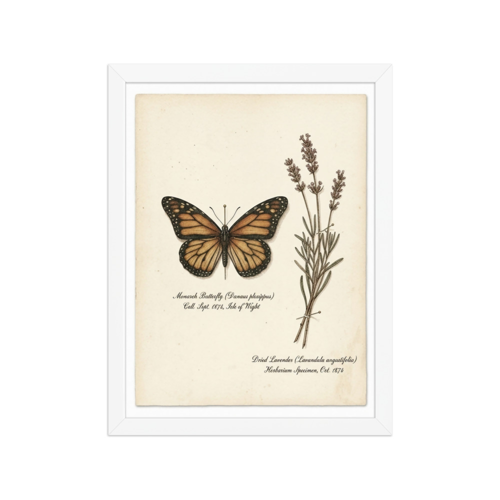 Monarch and Lavender Specimen Art Print, Victorian naturalist art, botanical study decor, antique cabinet style, nature lover gift