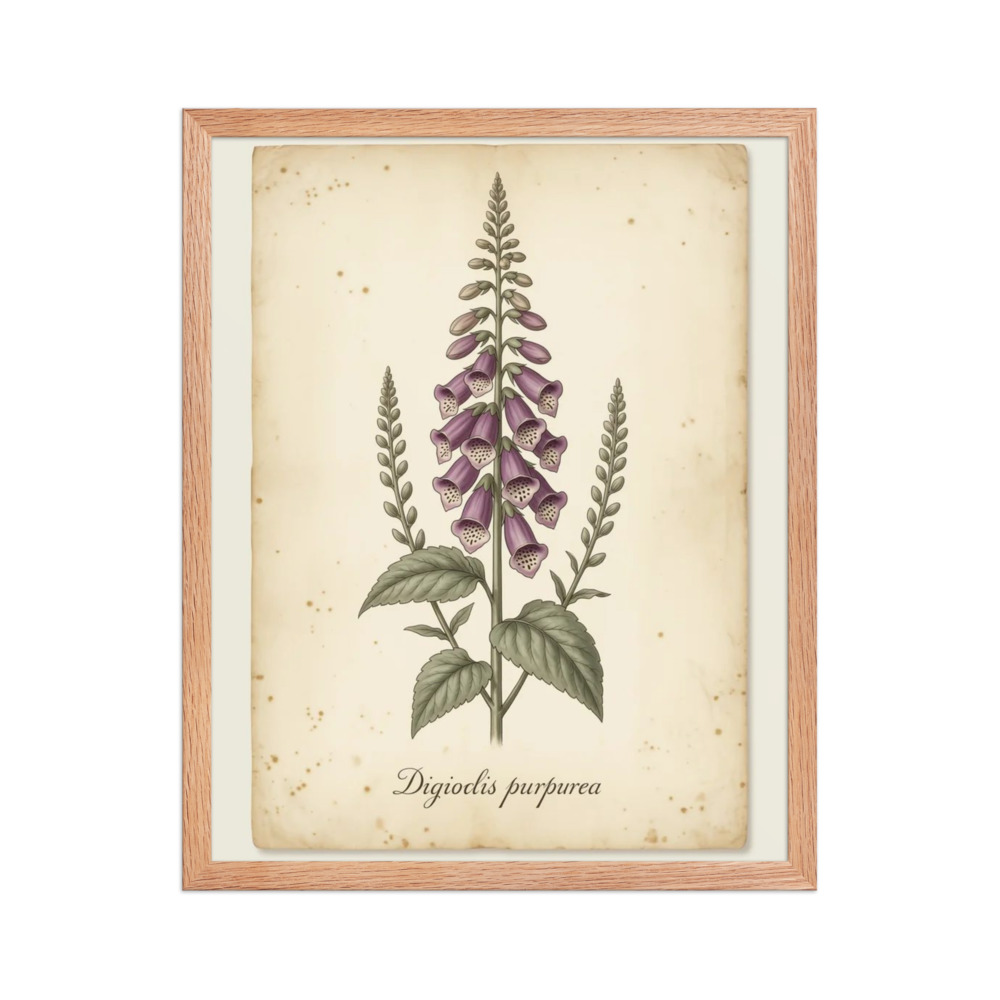 Foxglove β Vintage Botanical Print