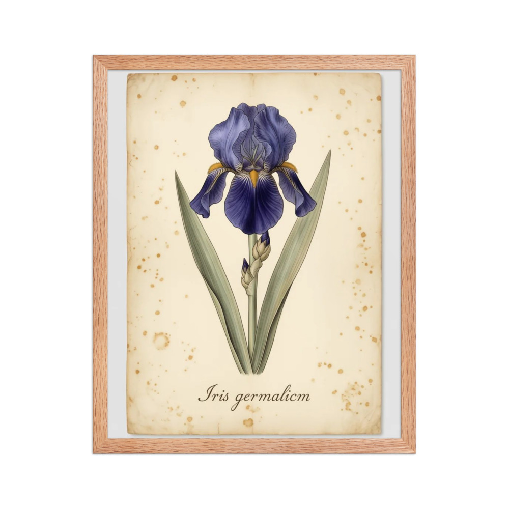 Blue Iris — Vintage Botanical Print