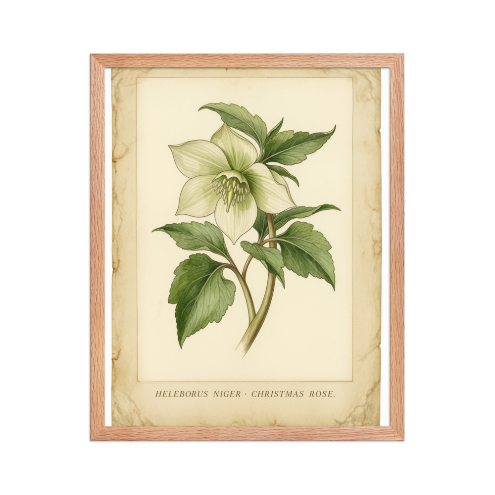Vintage Christmas Rose Botanical Print