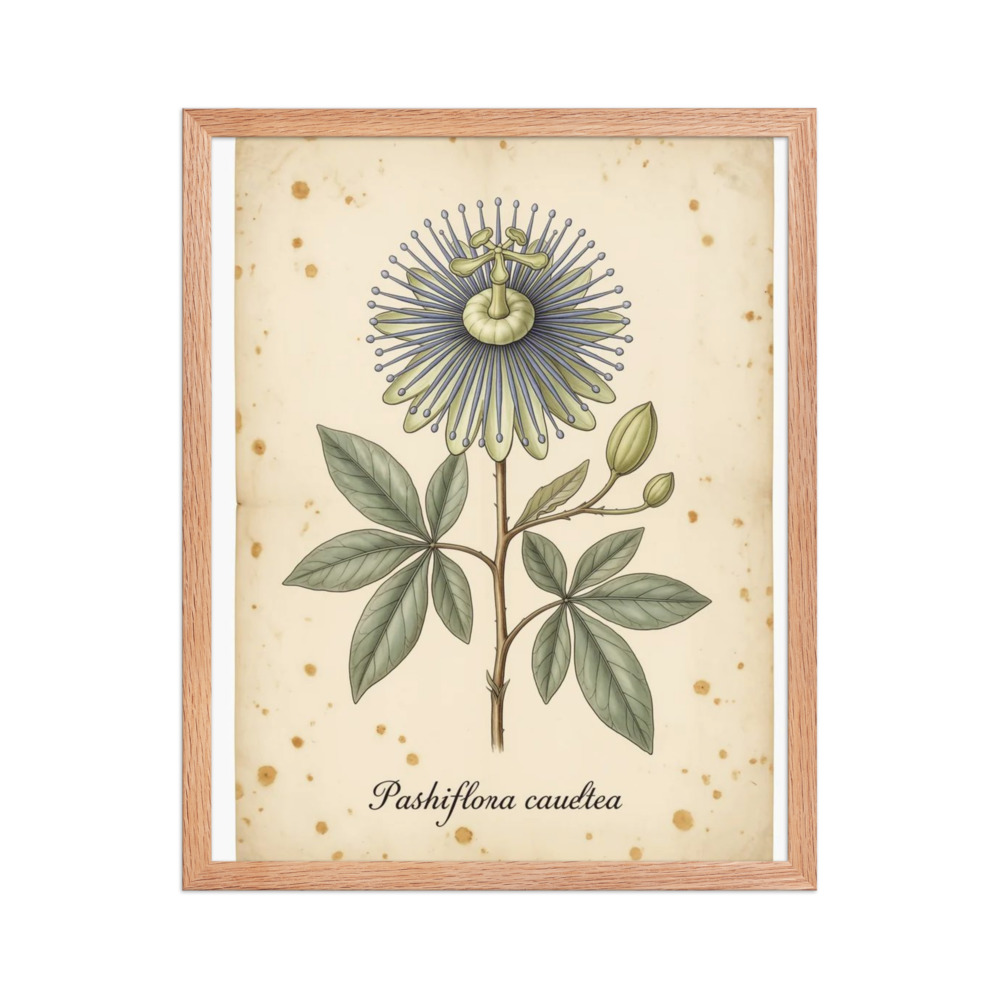 Passion Flower — Vintage Botanical Print