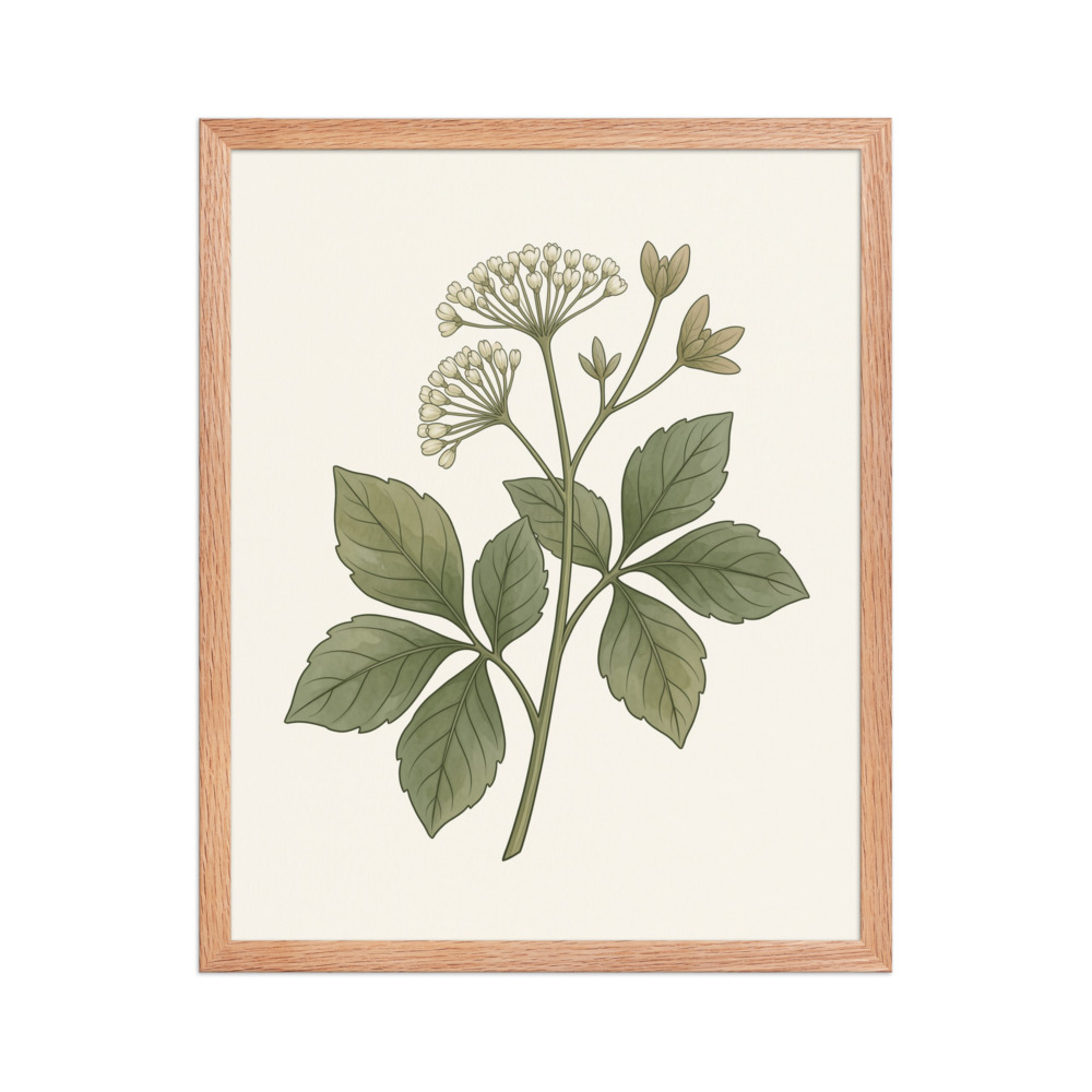Vintage Elderberry Botanical Print