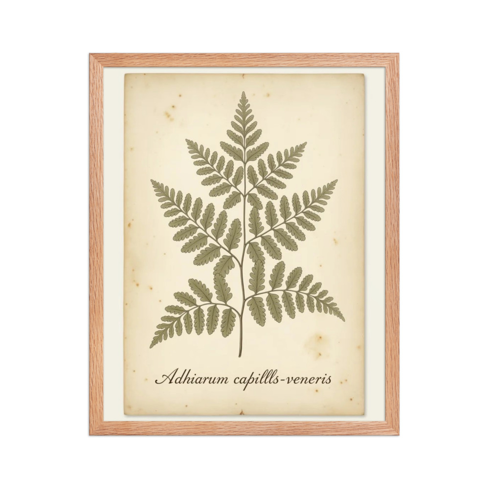 Maidenhair Fern — Vintage Botanical Print