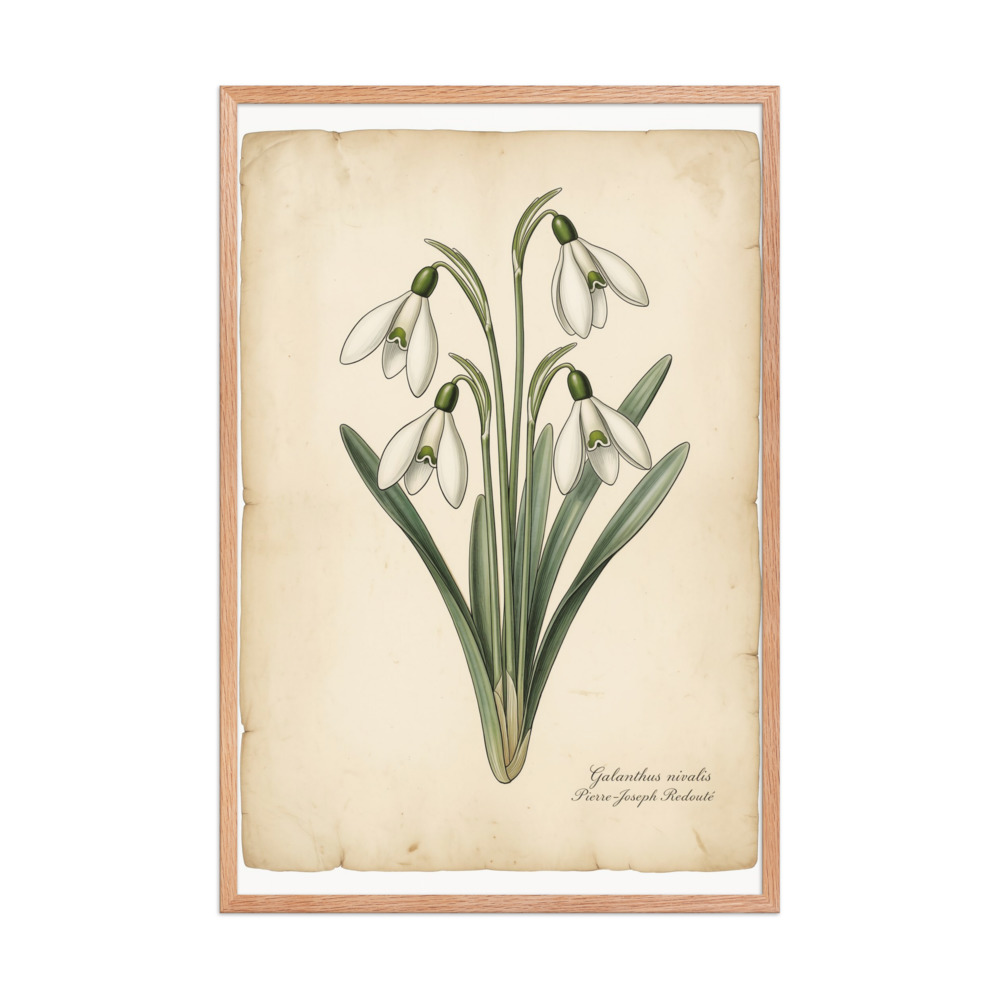 Vintage Snowdrop Botanical Illustration