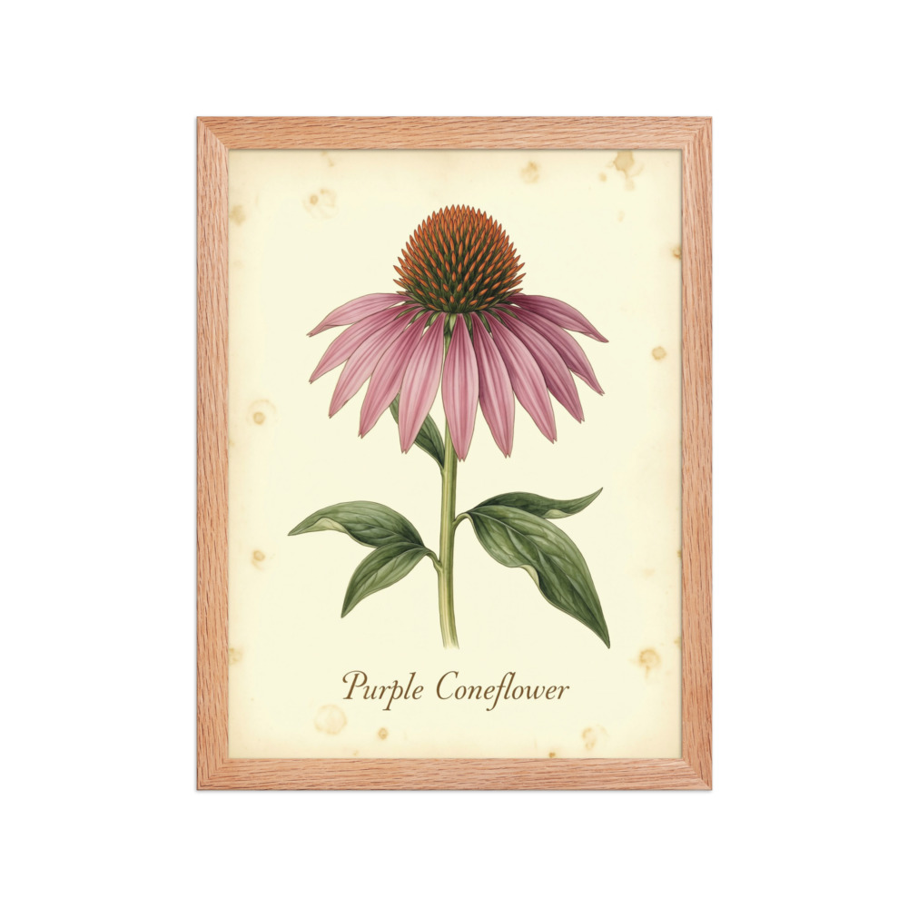 Echinacea Purpurea — Purple Coneflower
