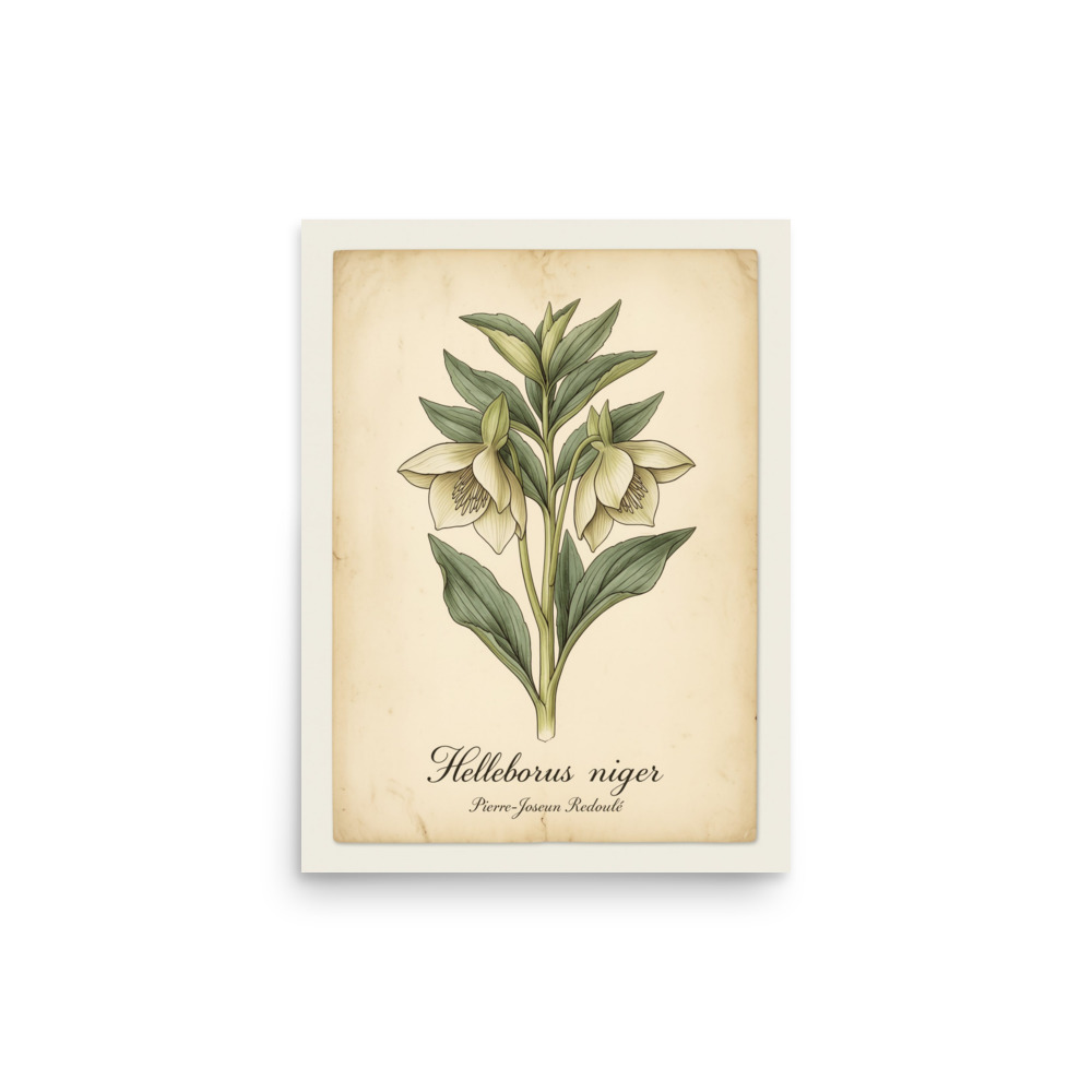 Helleborus Niger Vintage Botanical Print