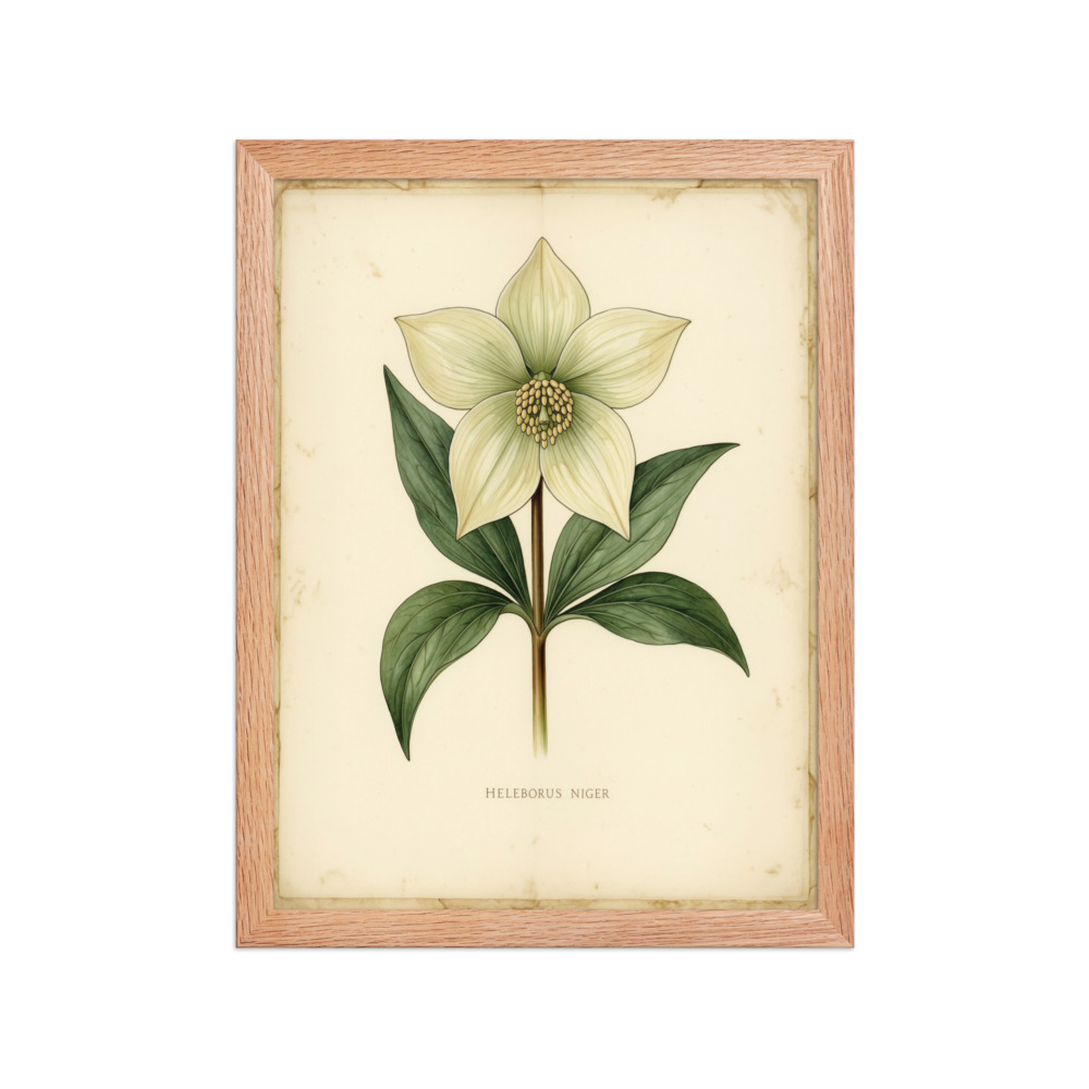 White Hellebore Vintage Botanical Print