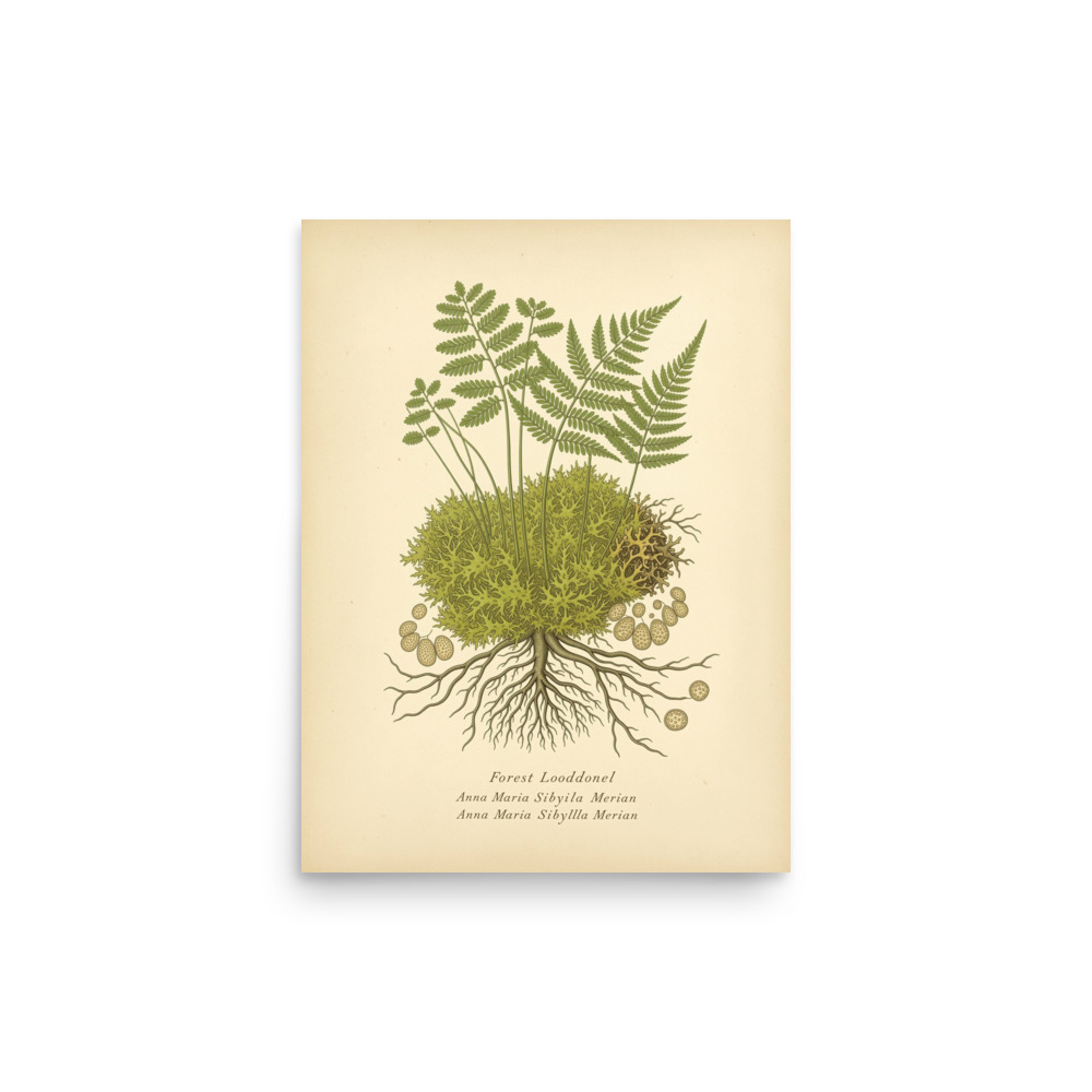Moss & Lichen Study