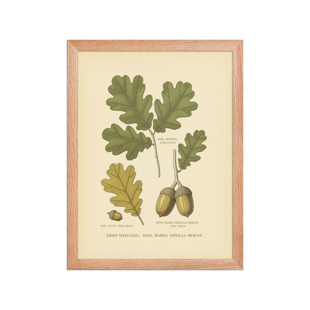 Oak & Acorn Study