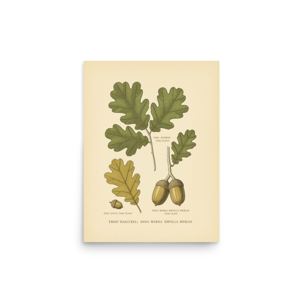 Oak & Acorn Study