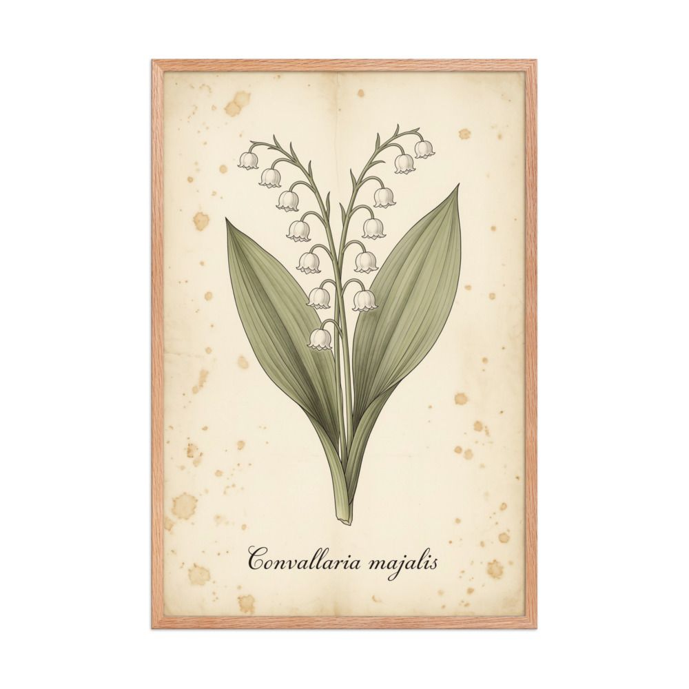 Lily of the Valley — Vintage Botanical Print