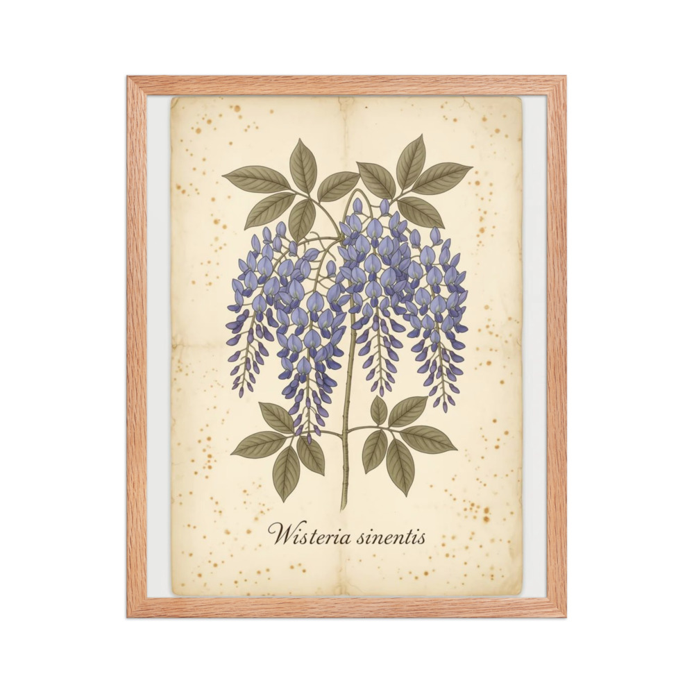 Wisteria — Vintage Botanical Print