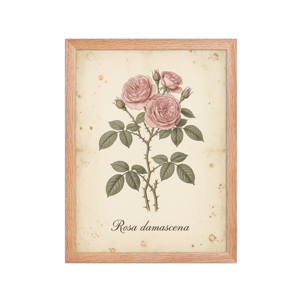 Damask Rose β Vintage Botanical Print