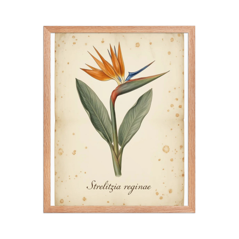 Bird of Paradise β Vintage Botanical Print