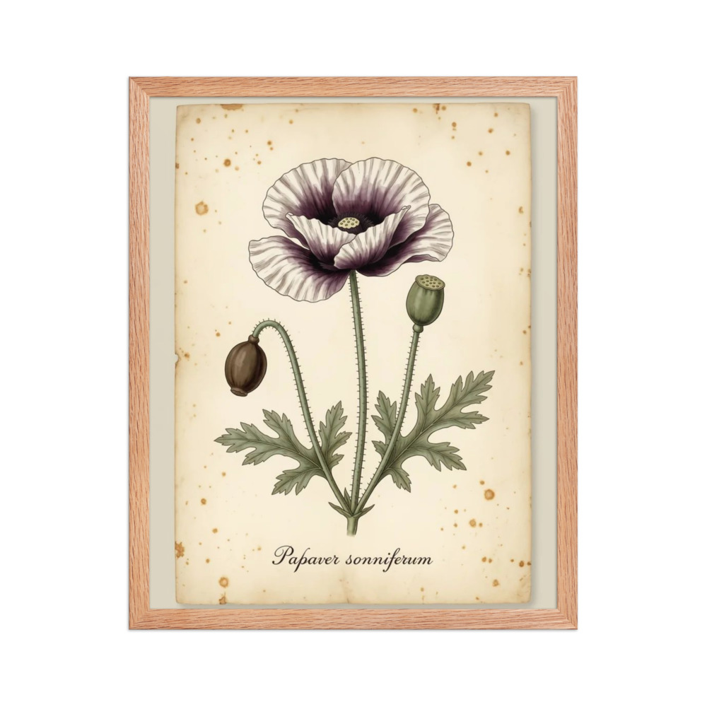 Opium Poppy — Vintage Botanical Print