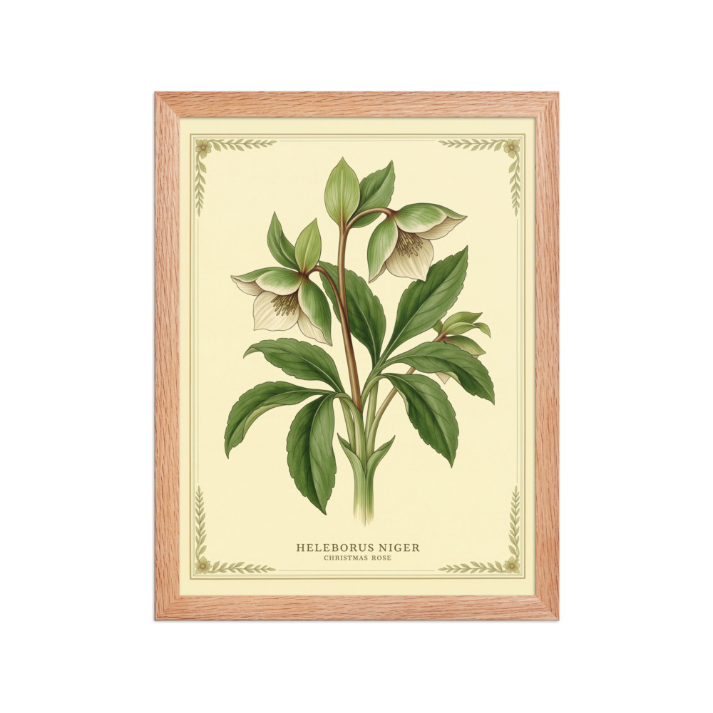 Helleborus Niger — Christmas Rose