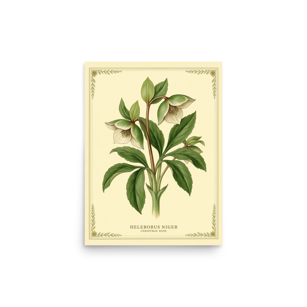 Helleborus Niger — Christmas Rose