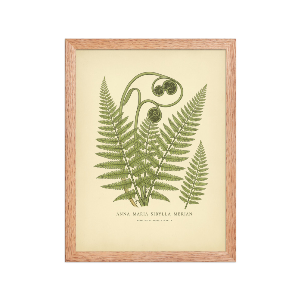 Forest Fern Study