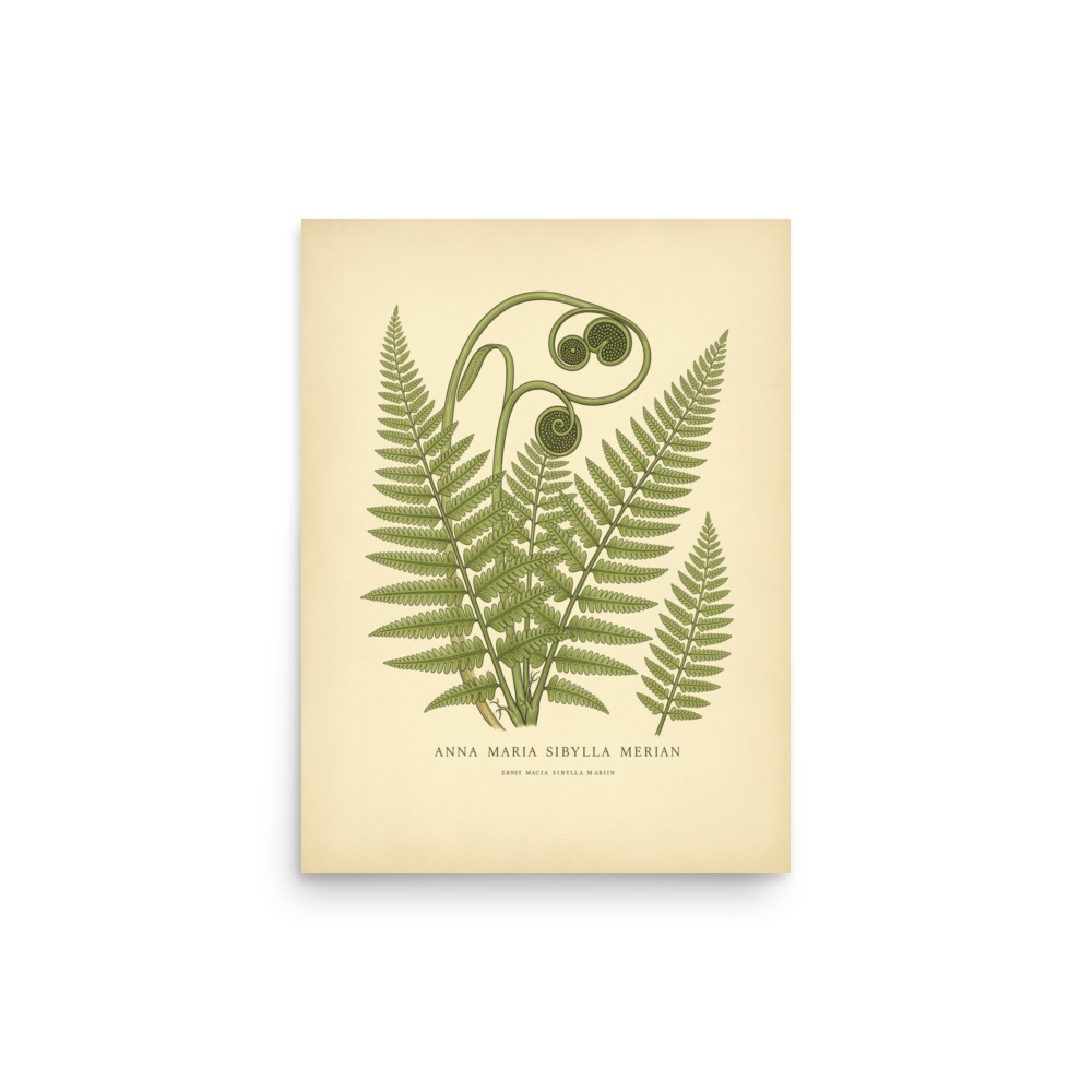 Forest Fern Study