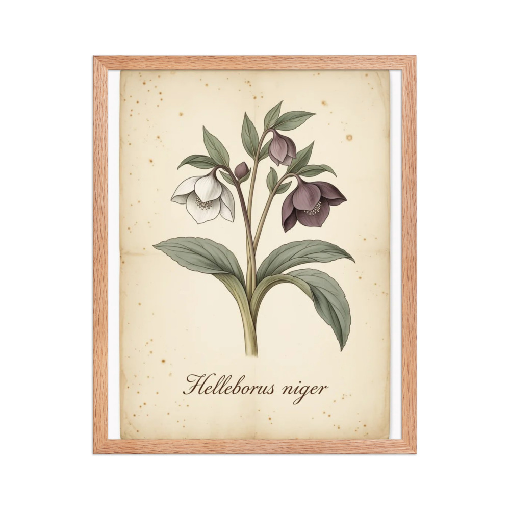 Hellebore — Vintage Botanical Print