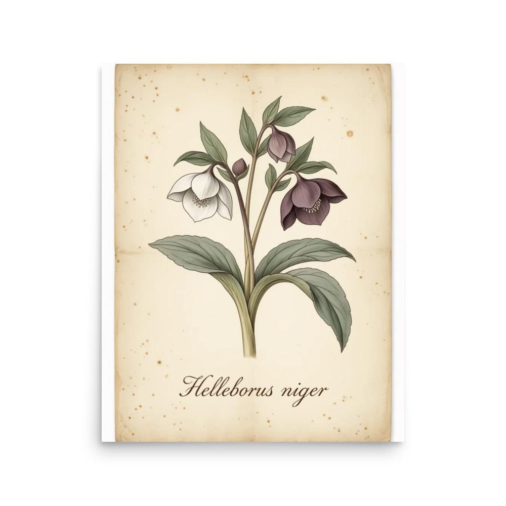 Hellebore — Vintage Botanical Print