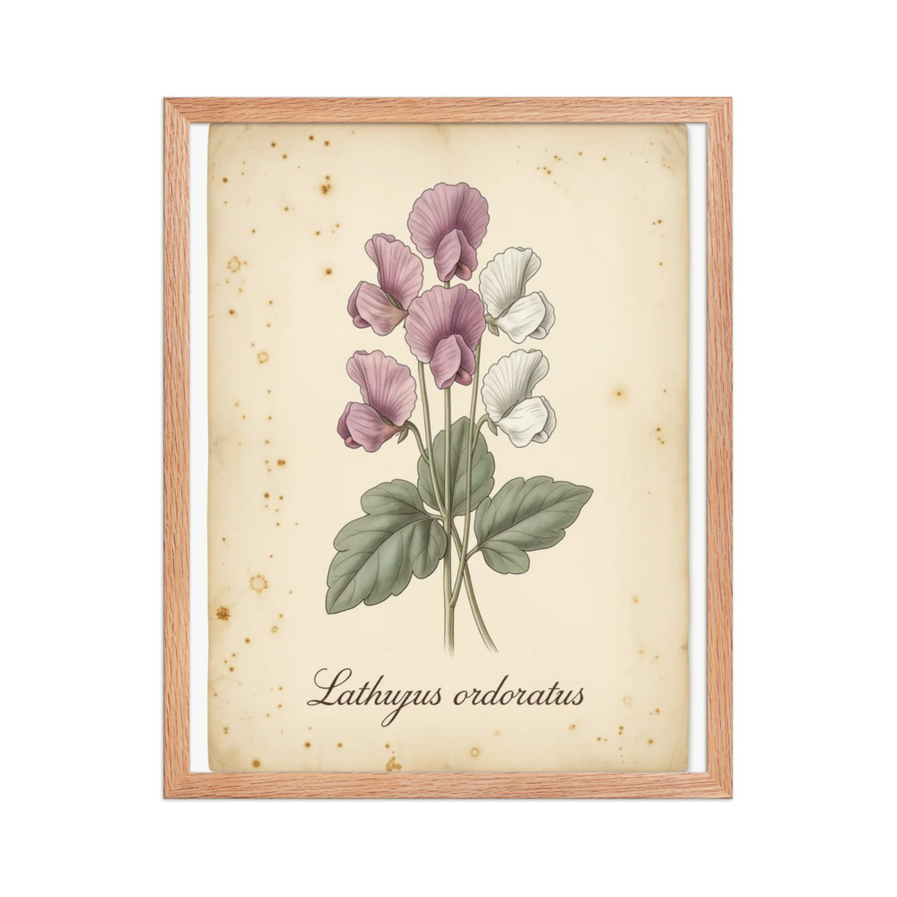 Sweet Pea — Vintage Botanical Print