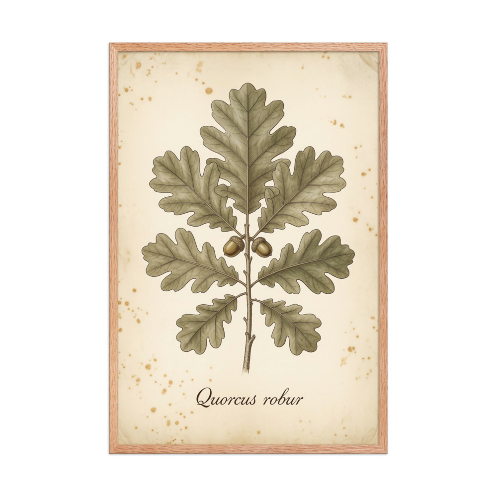 English Oak — Vintage Botanical Print