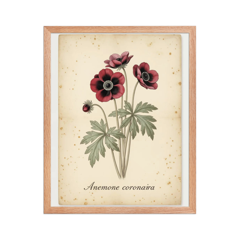 Anemone — Vintage Botanical Print