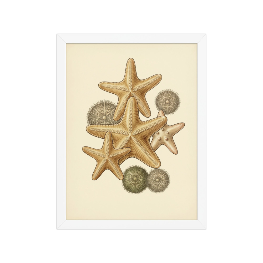 Starfish & Urchins