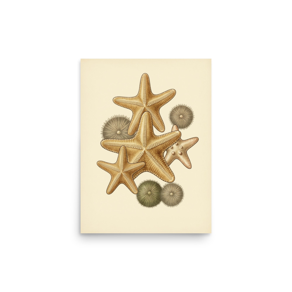 Starfish & Urchins