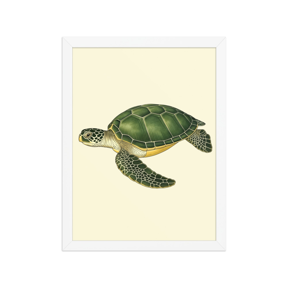 Sea Turtle Study