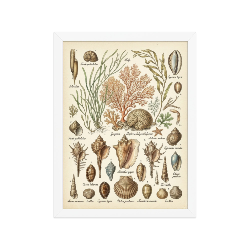 Seashell & Coral Chart