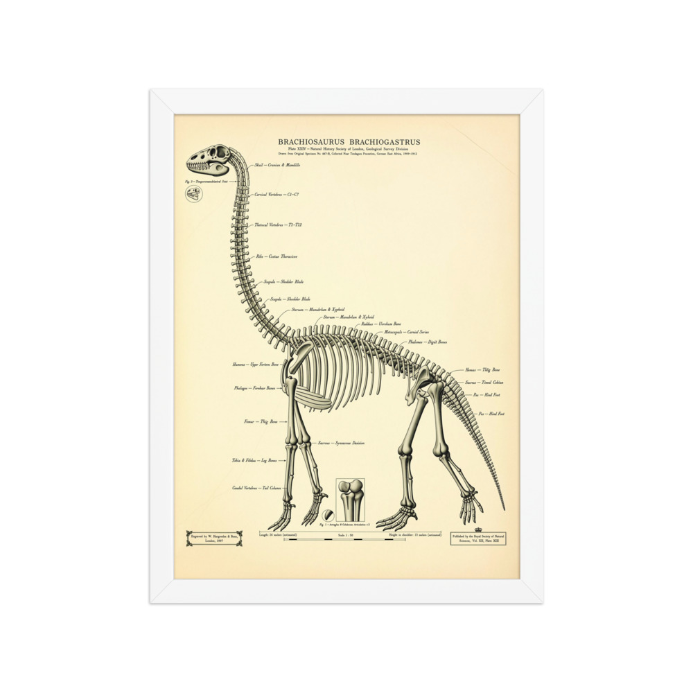 Brachiosaurus Skeleton Art Print, vintage scientific engraving, paleontology office decor, dinosaur gift for collectors