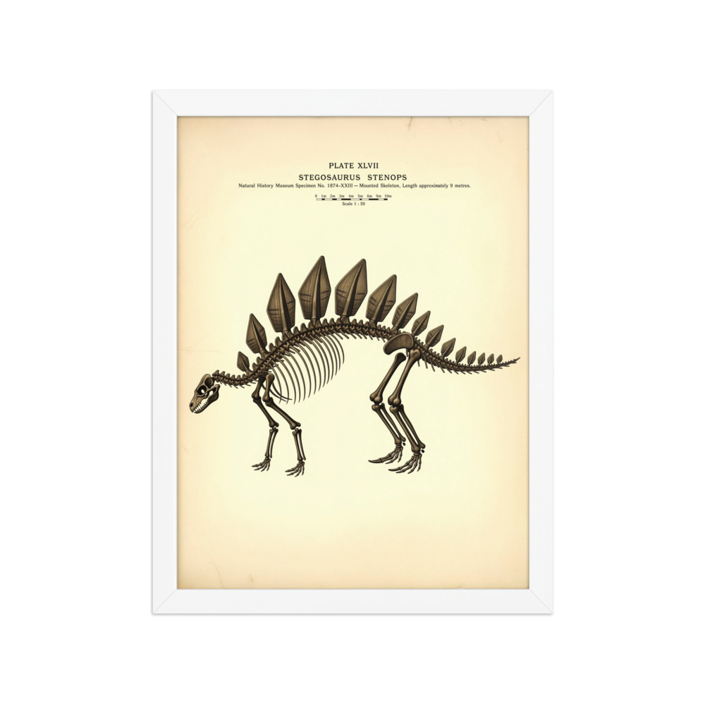 Stegosaurus Skeleton Art Print, vintage scientific engraving, study room decor, natural history wall art, dinosaur lover gift