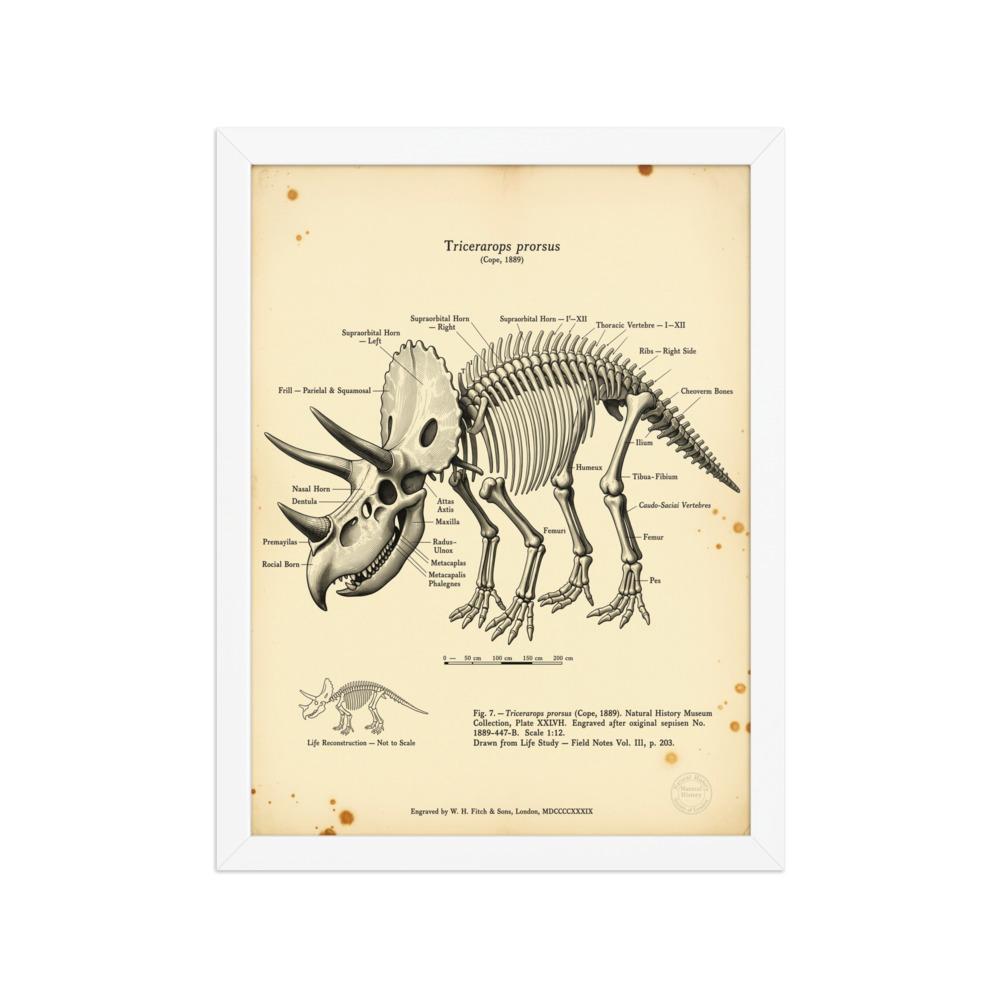 Triceratops Skeleton Art Print, vintage scientific engraving, natural history wall art, dinosaur gift for collectors