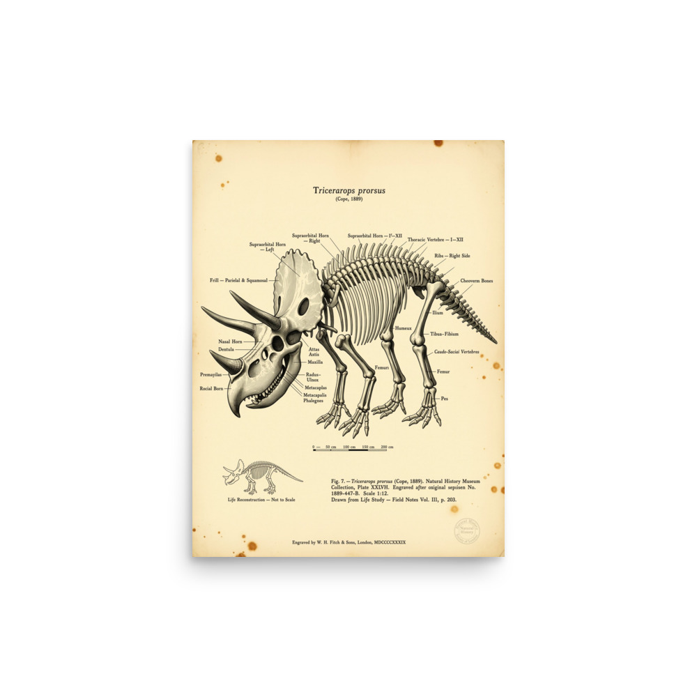 Triceratops Skeleton Art Print, vintage scientific engraving, natural history wall art, dinosaur gift for collectors