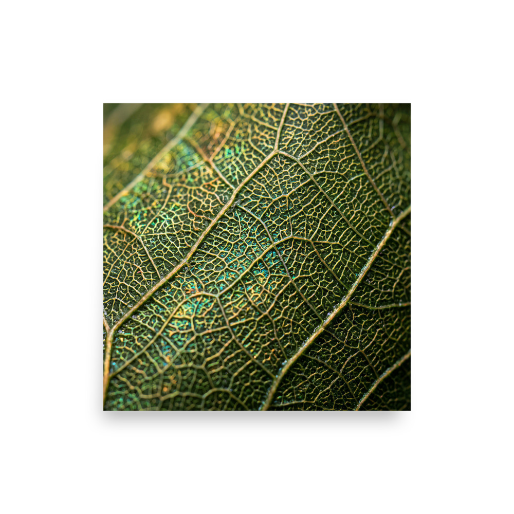 Leaf Vein Network Art Print, abstract botanical photography, modern botanical wall art, nature decor for living rooms, gift for plant lovers