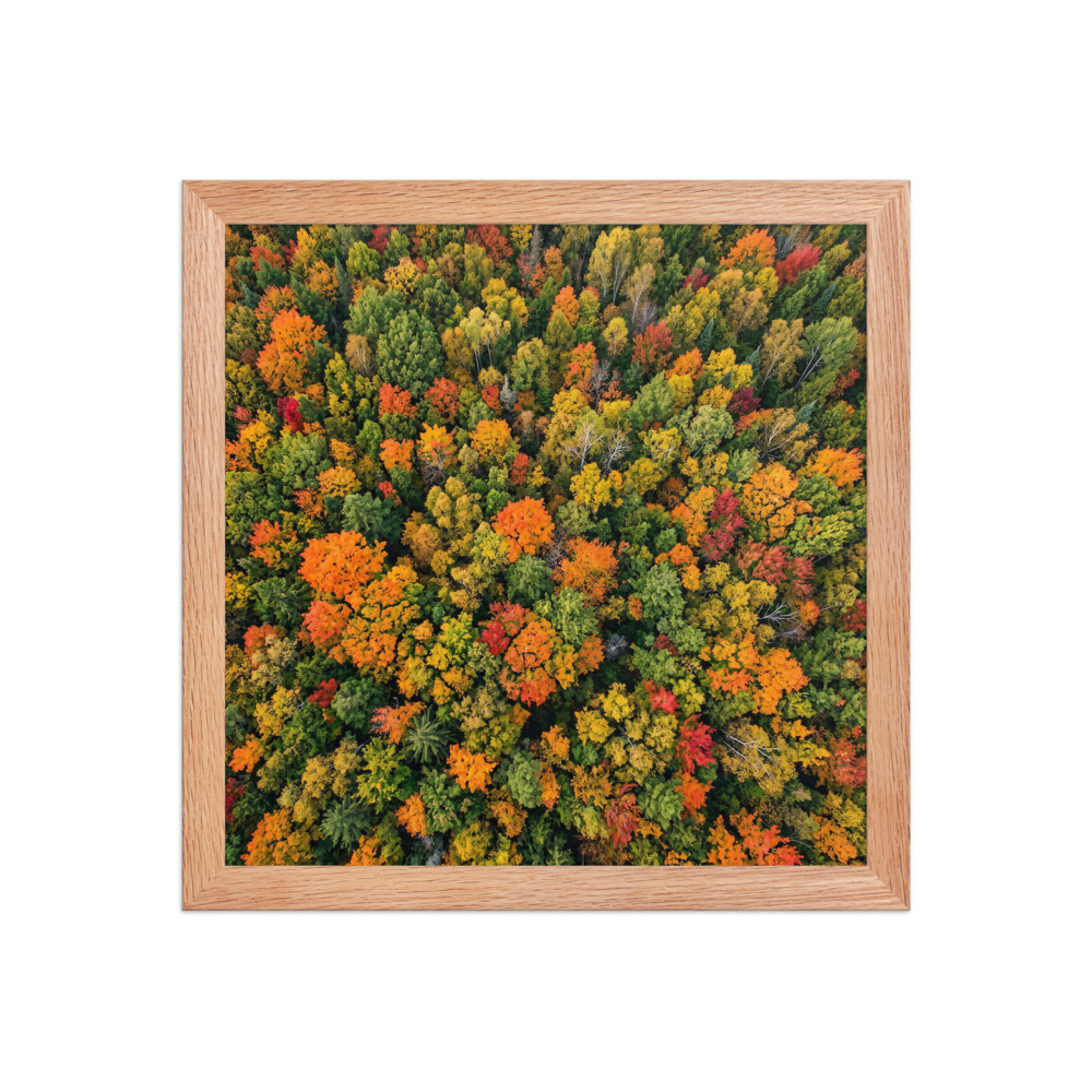 Autumn Forest Canopy