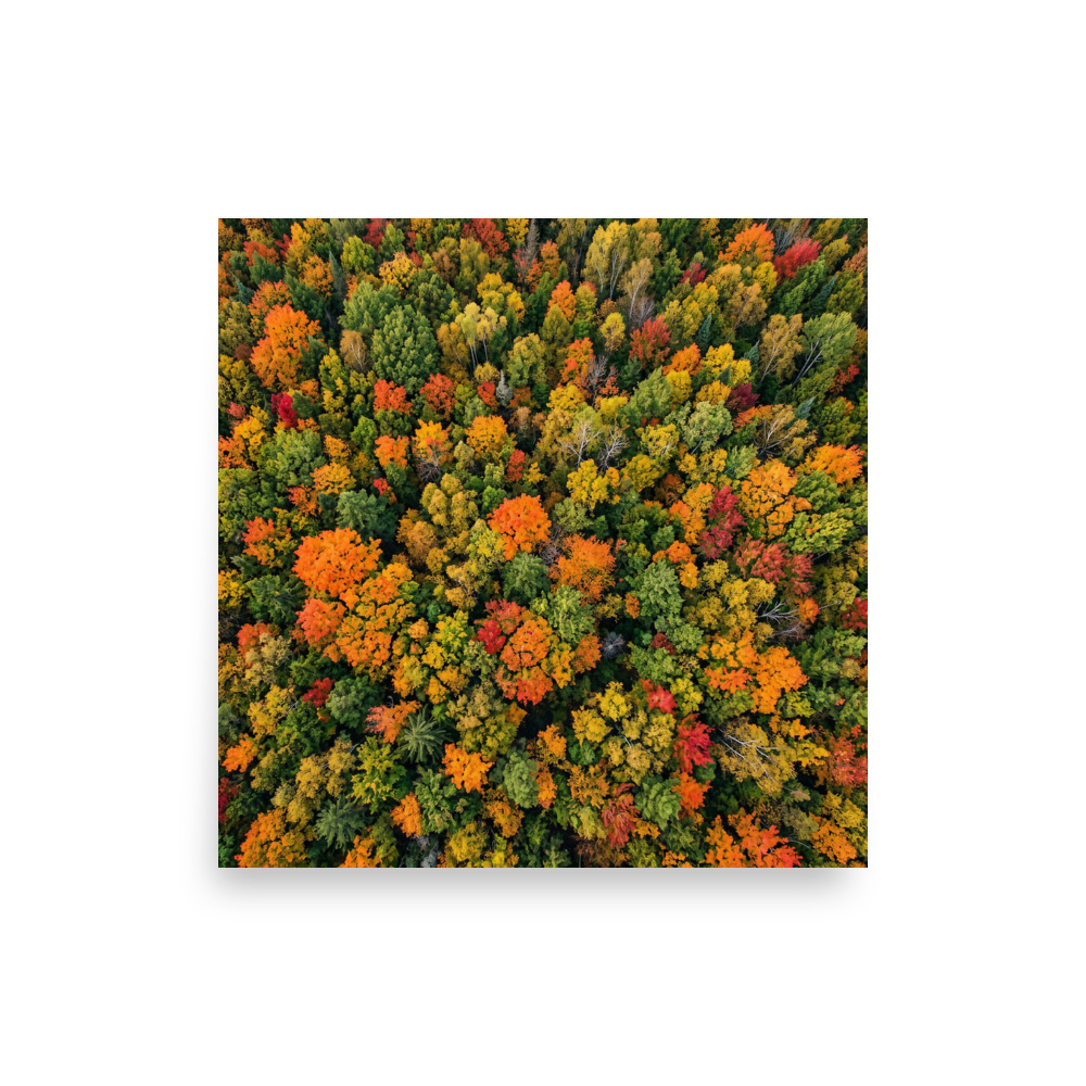 Autumn Forest Canopy