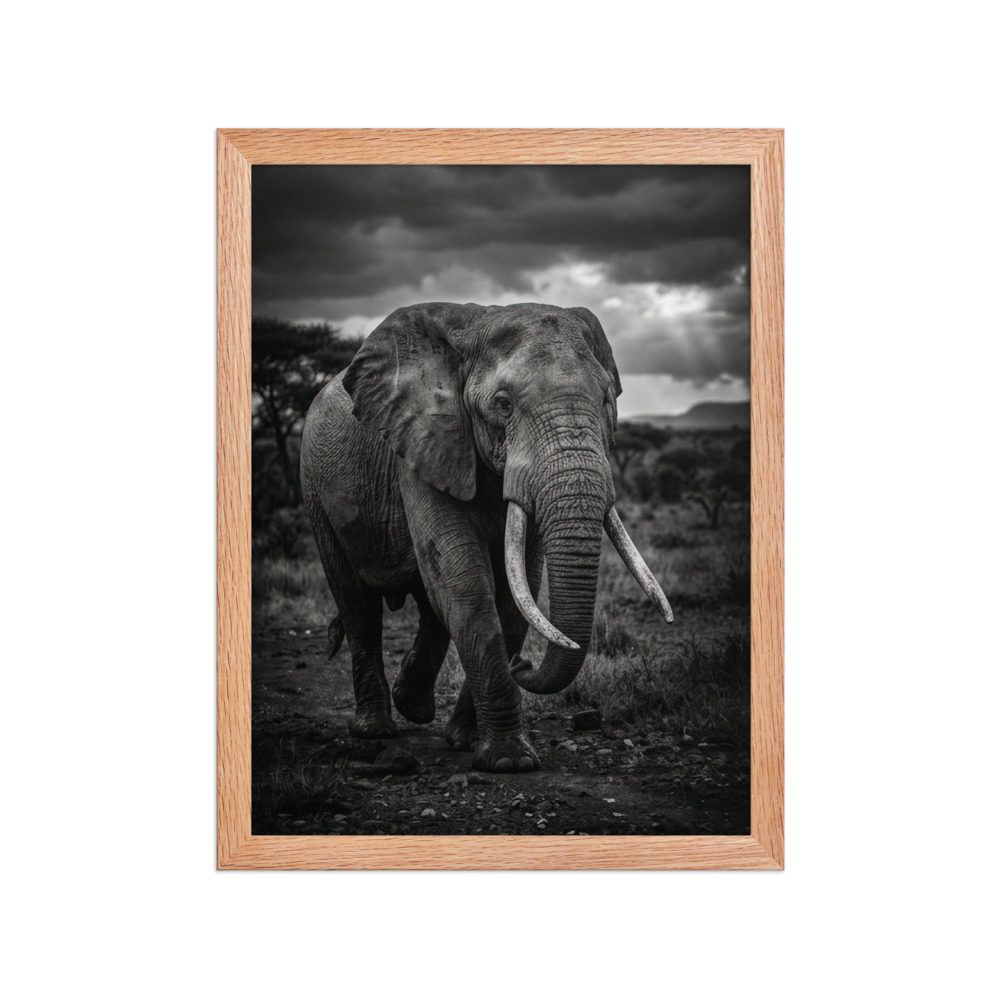 African Elephant B&W
