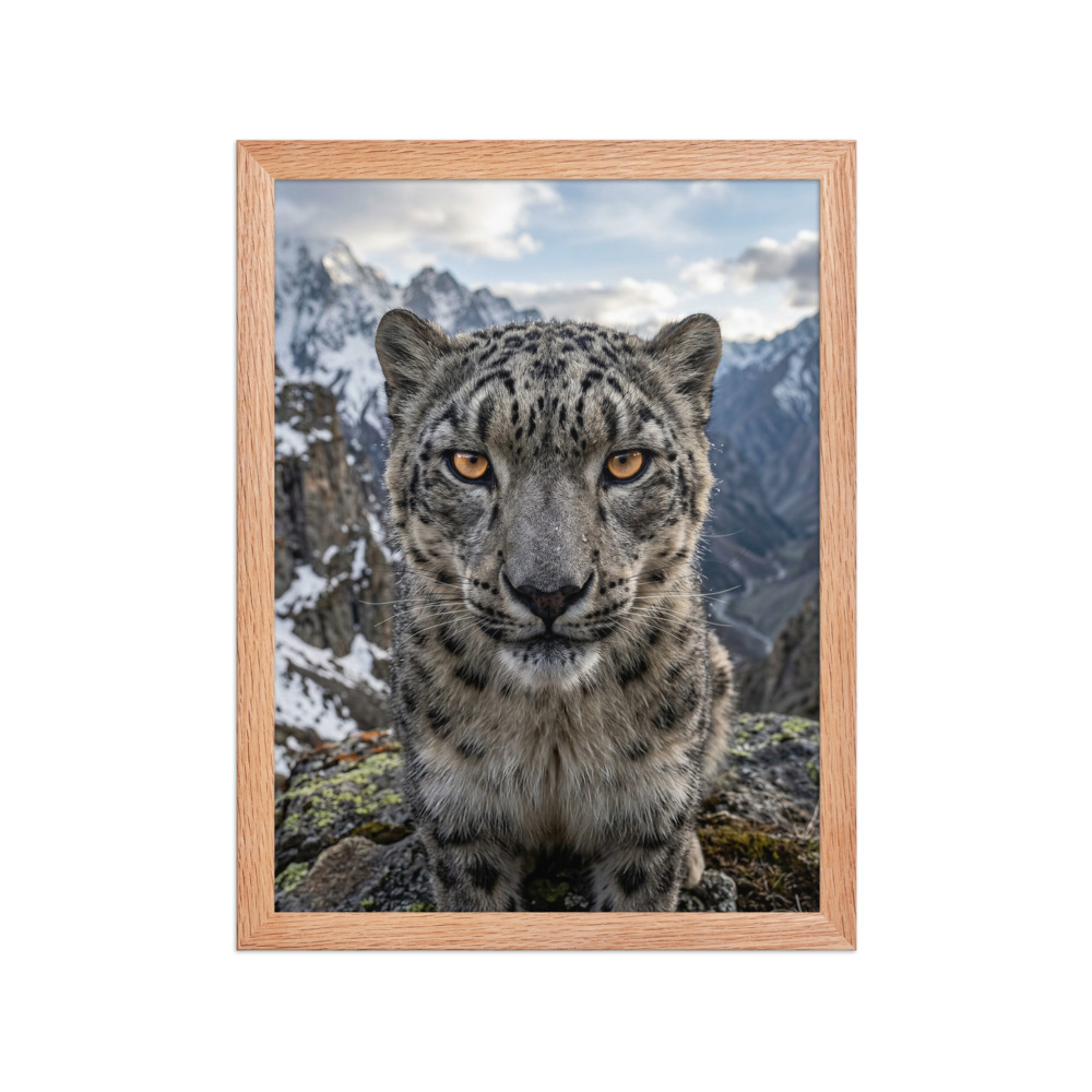 Snow Leopard Portrait