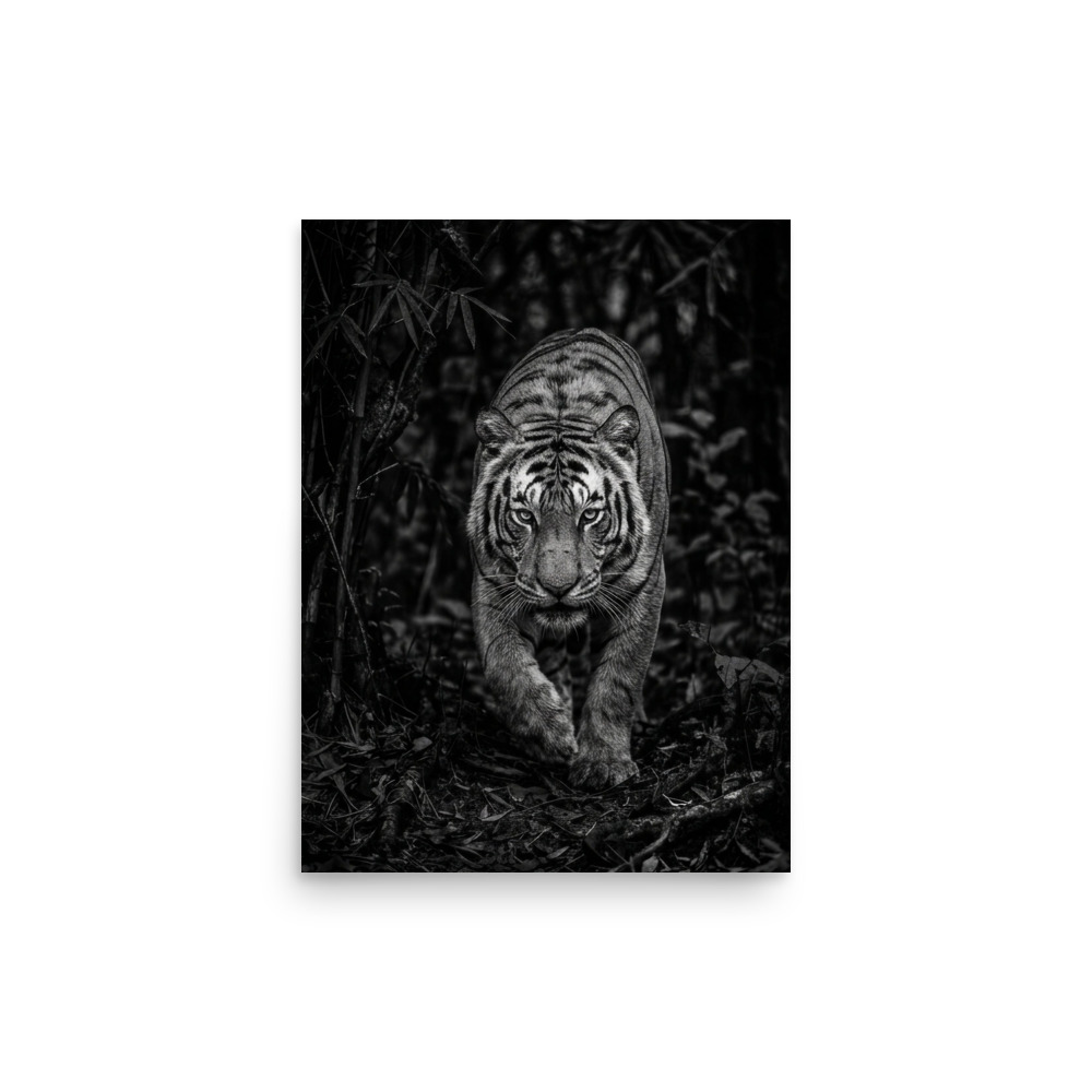 Bengal Tiger B&W