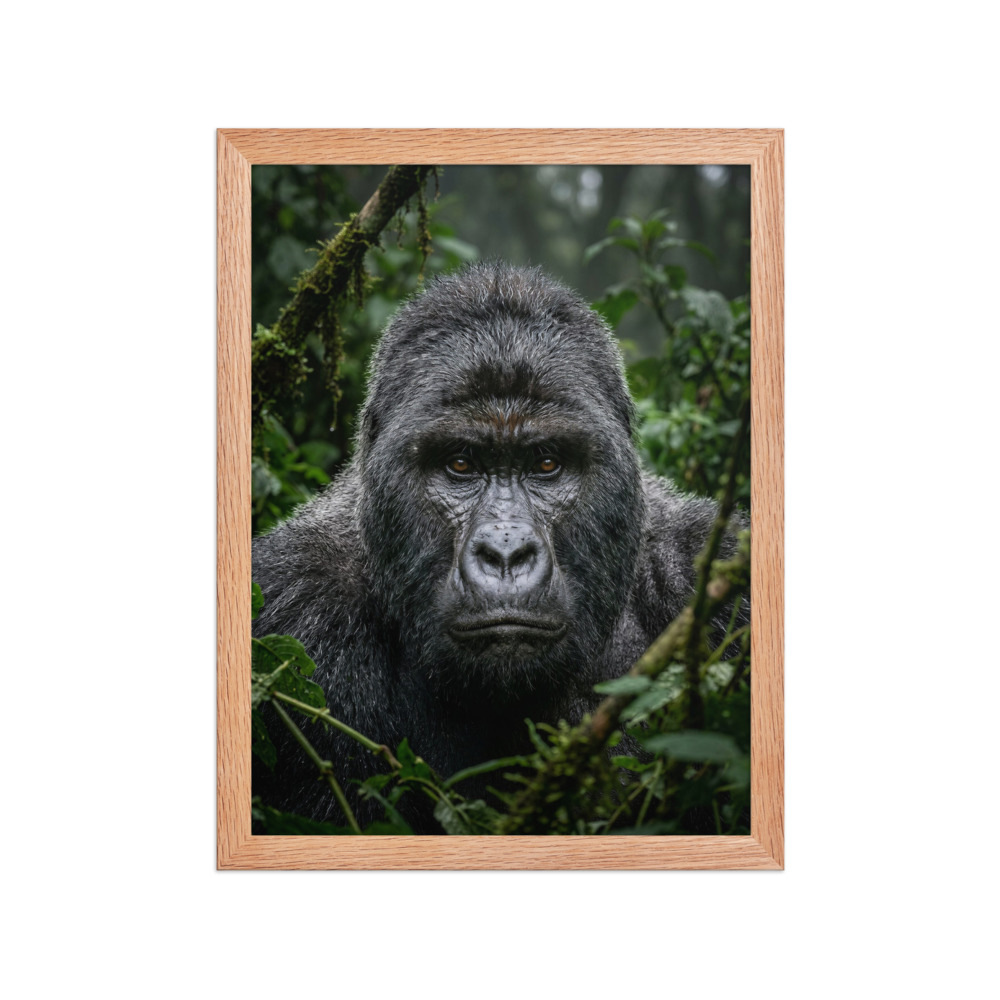 Mountain Gorilla Portrait