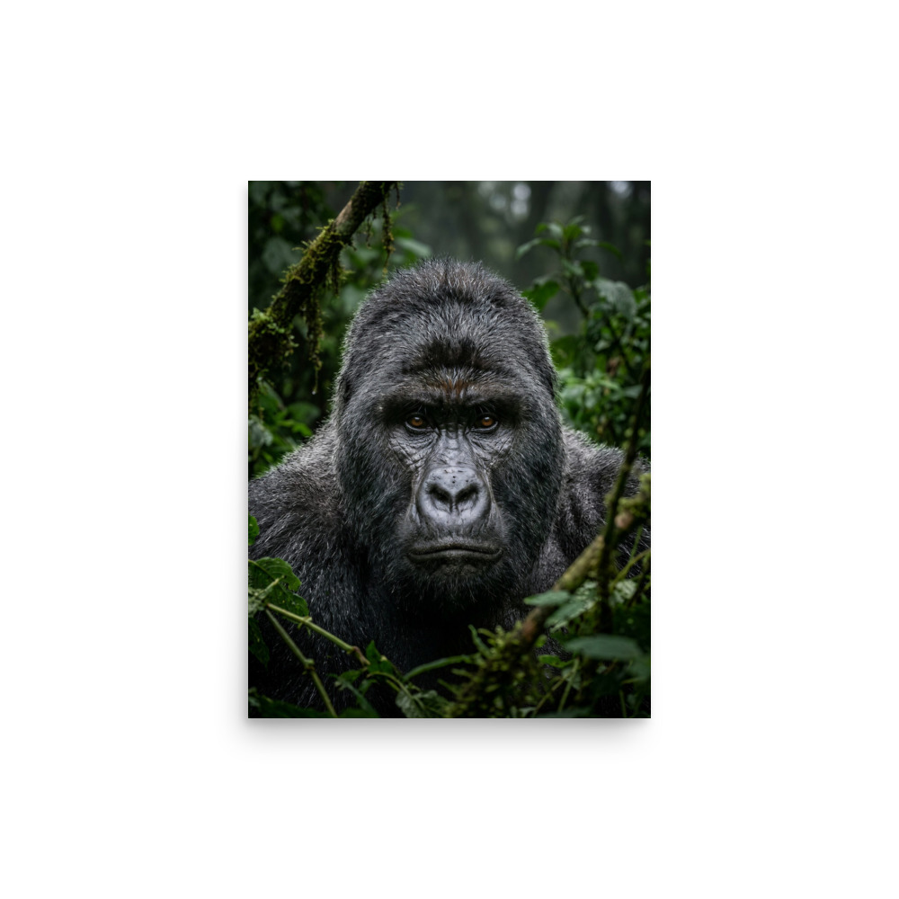 Mountain Gorilla Portrait