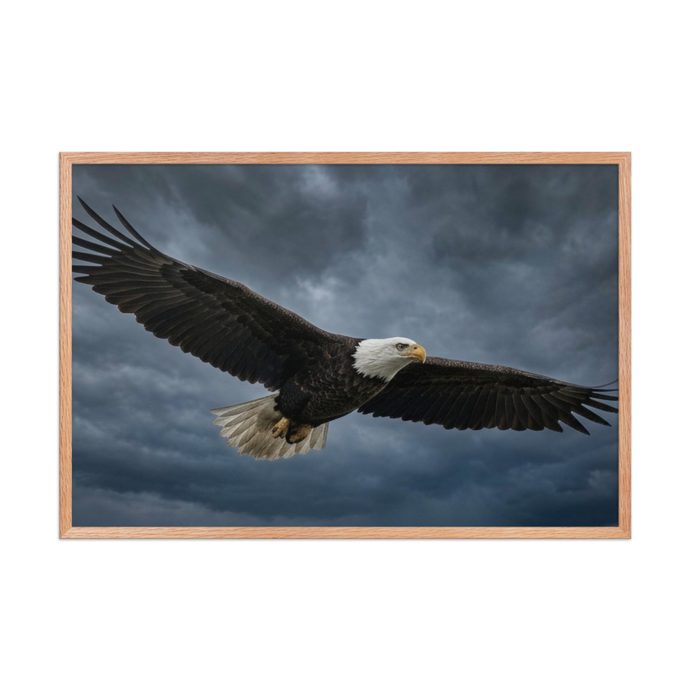 Bald Eagle in Flight