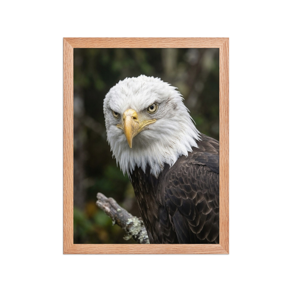 Bald Eagle Portrait