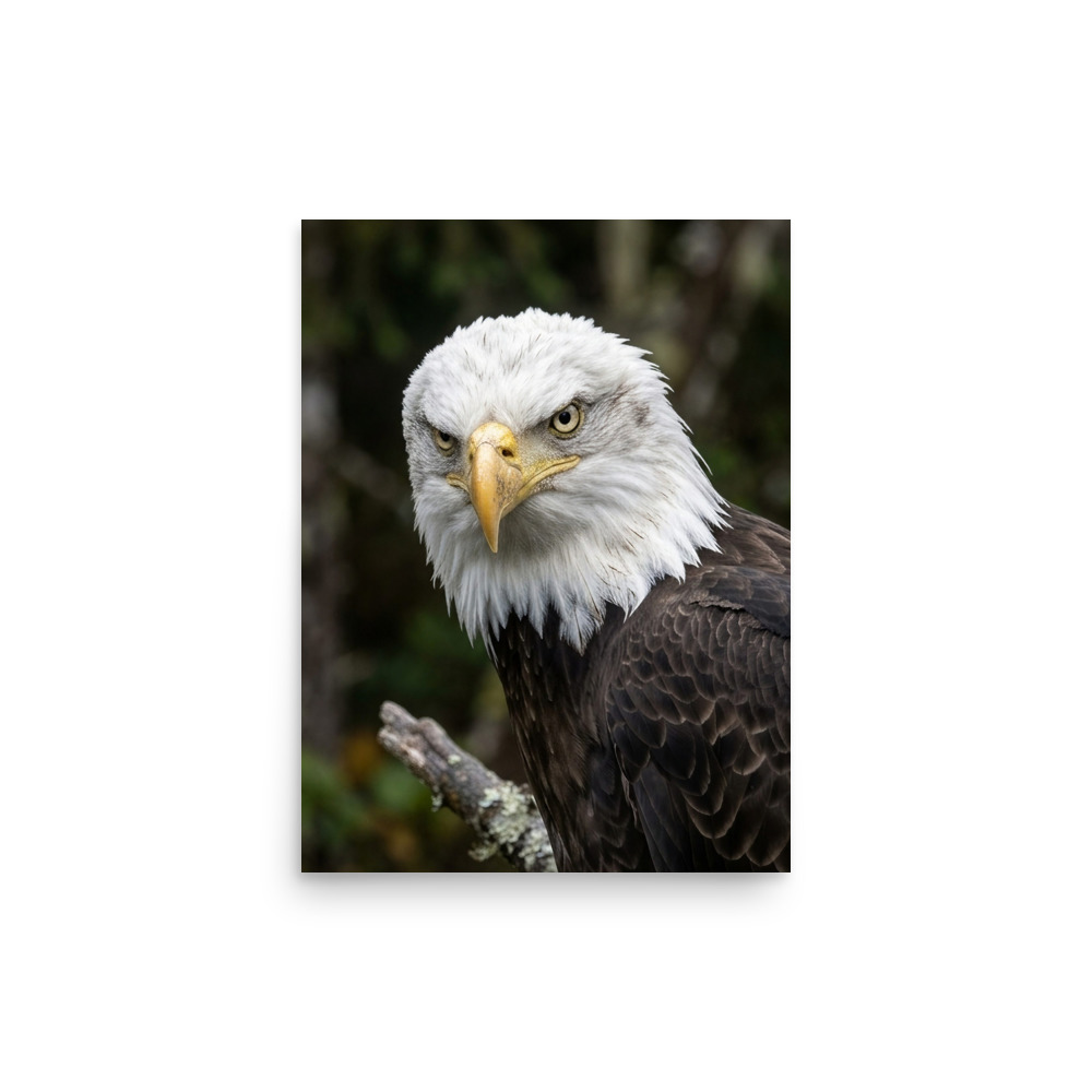 Bald Eagle Portrait