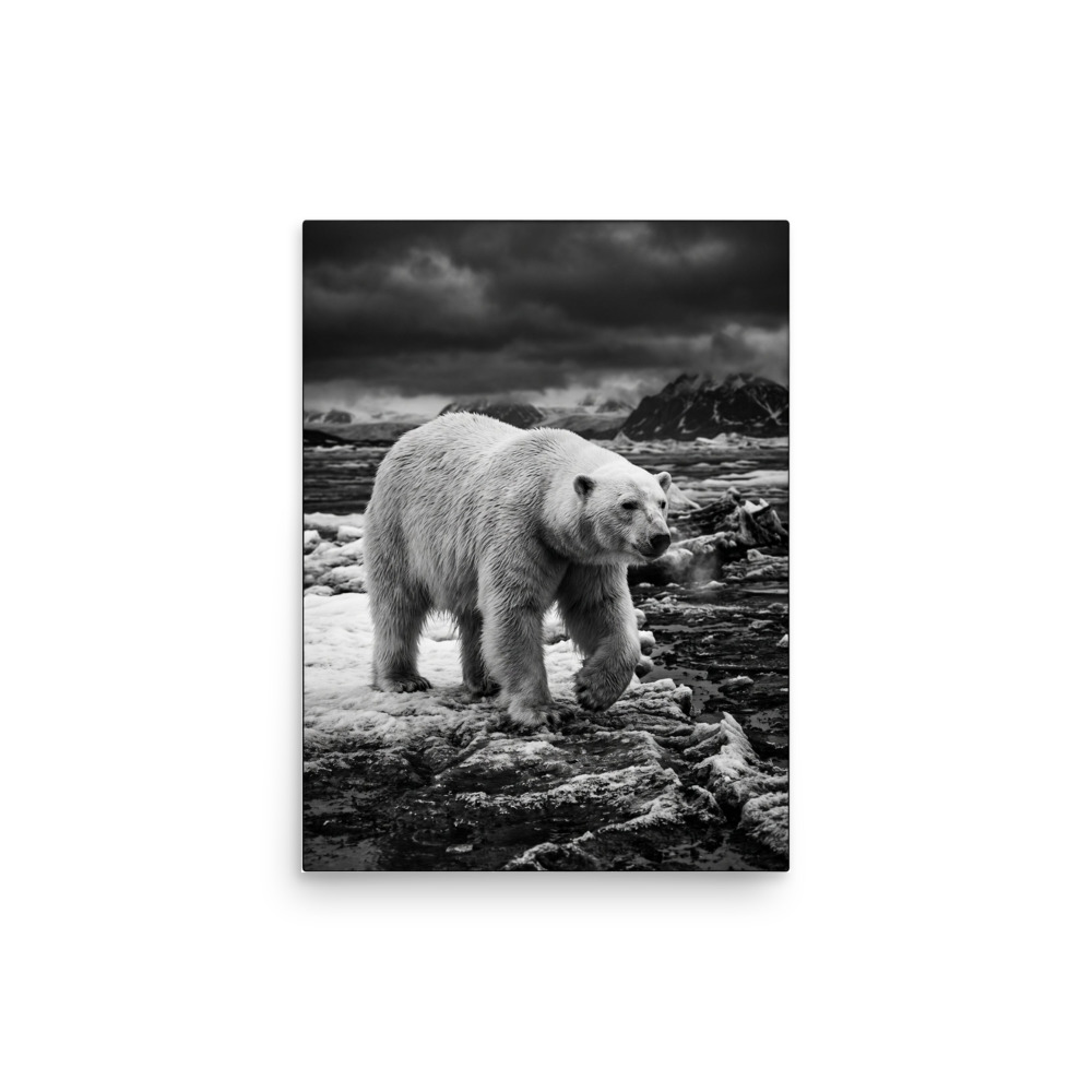 Polar Bear B&W