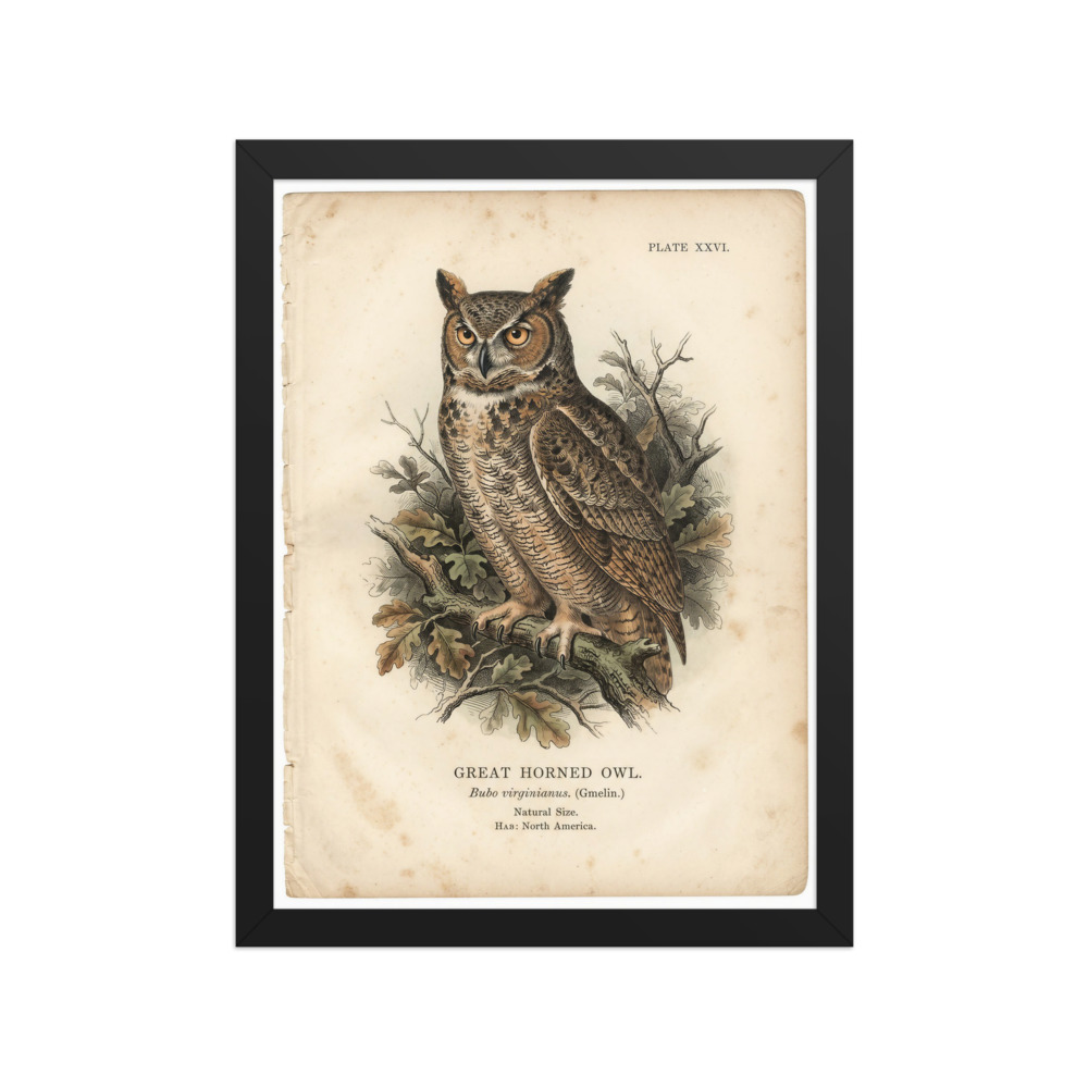 Great Horned Owl