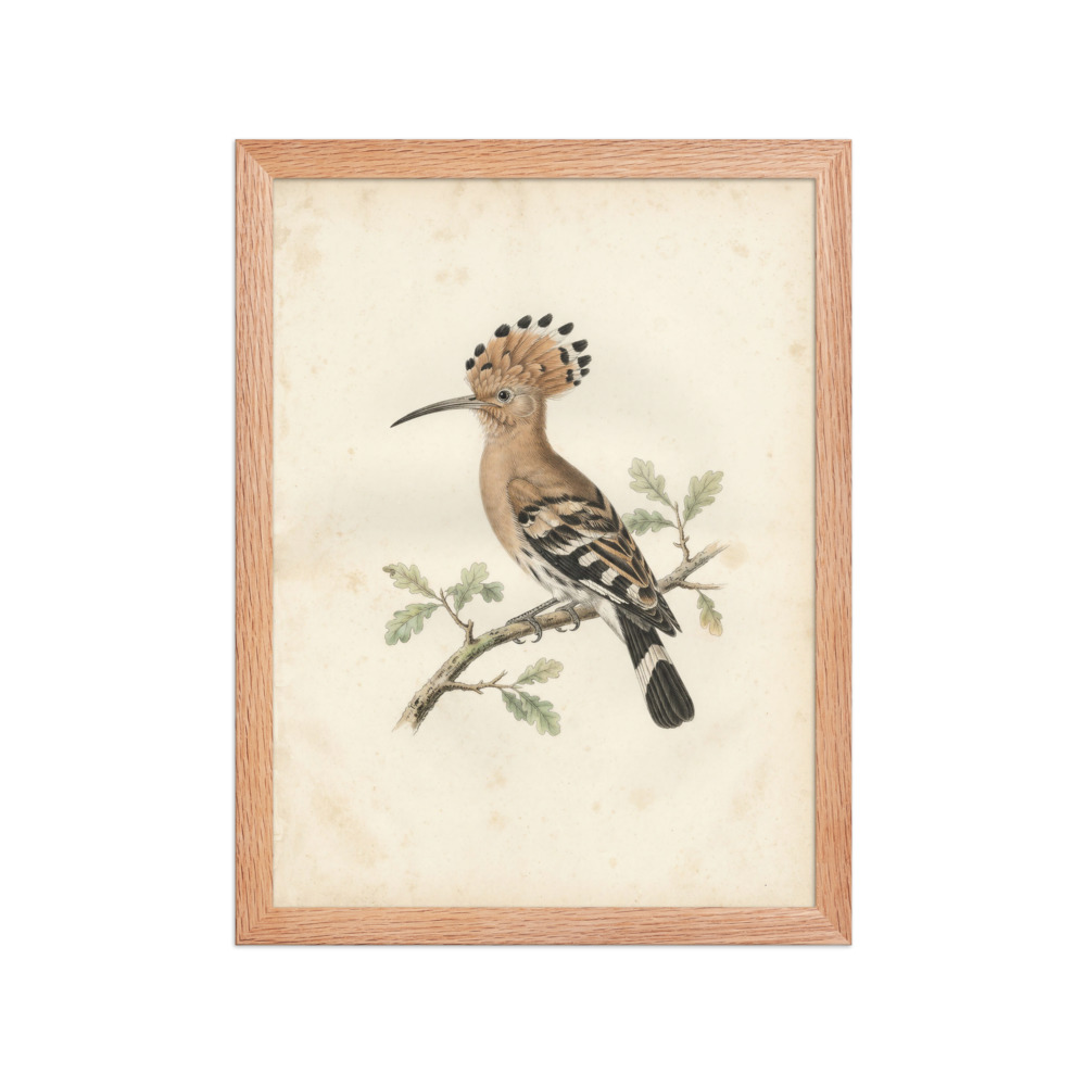 Hoopoe Bird Art Print, vintage natural history wall art, watercolour bird study, study or reading nook decor, gift for bird lovers
